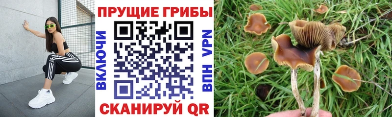 блэк спрут ТОР  как найти закладки  Светлогорск  Псилоцибиновые грибы ЛСД 